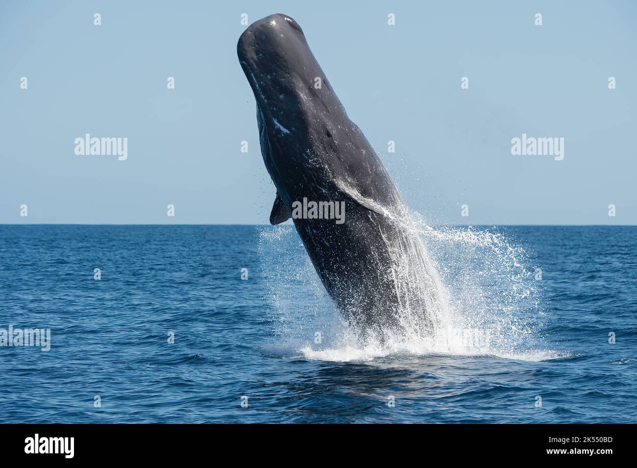 This sperm whale was an incredibly special spot. Indian Ocean THESE