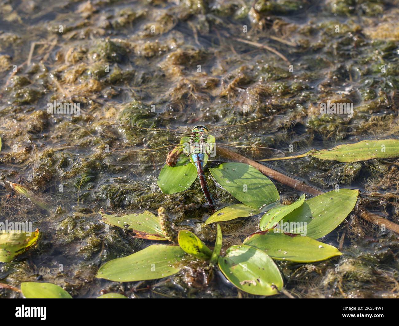The blue emperor single female (latin name: Anax imperator) laying eggs in fresh water pond with pondweed in the Special nature reserve Gornje Podunav Stock Photo