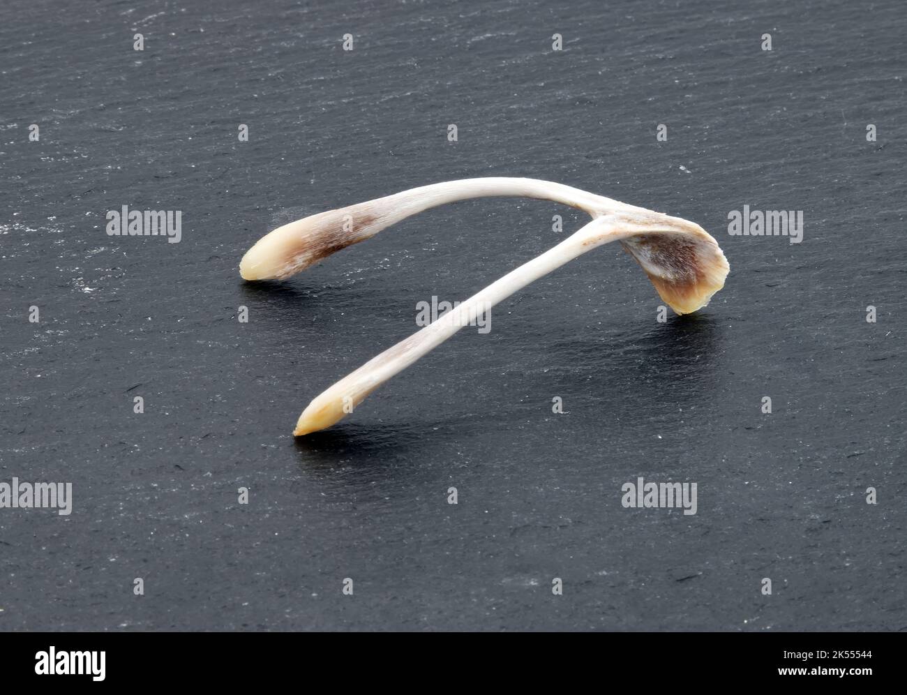 Chicken wishbone to make wishes isolated on dark background Stock Photo