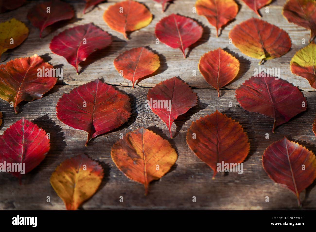 Autumn background. Red, orange leaves from trees on a wooden background. Alder leaf. Stock Photo