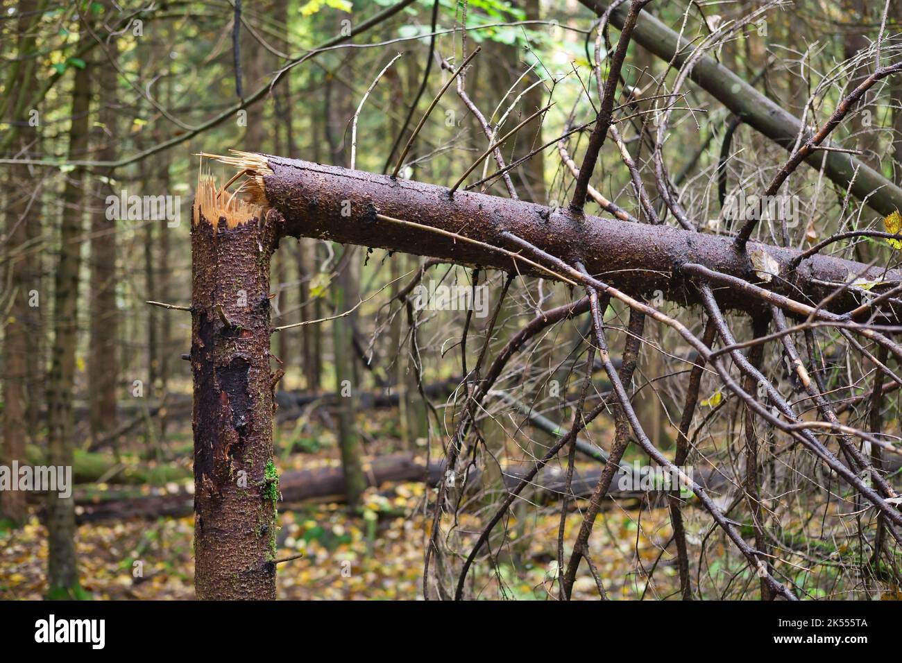 Broken tree trunk in the forest. Fallen pine tree. Tree damage Stock