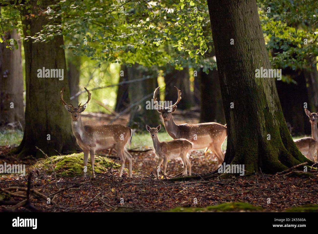Deer family in forest Stock Photo
