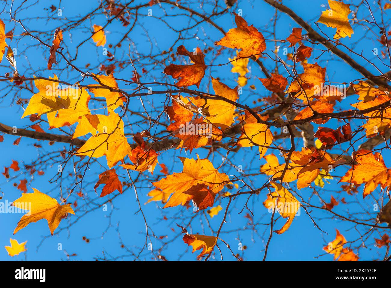 Autumnal and foliage background. Backlit sycamore brown, orange, yellow and red leaves with blue sky Stock Photo