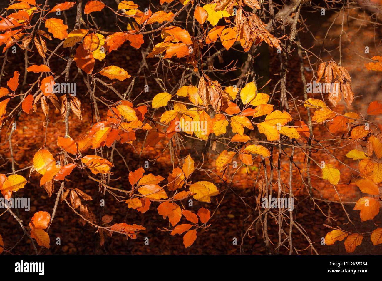 Autumnal golden and orange leaves and foliage as background Stock Photo