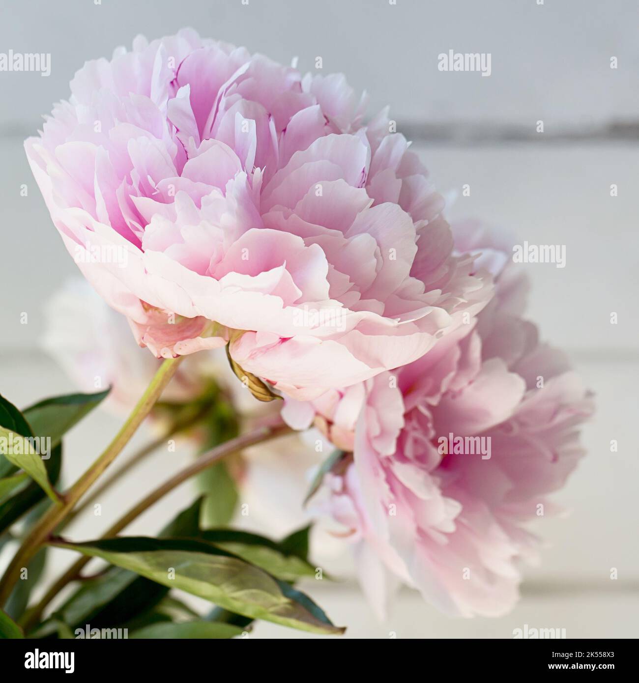 Side view of a bunch of pale pink peony (paeonia) flowers against a whitewashed wooden background Stock Photo
