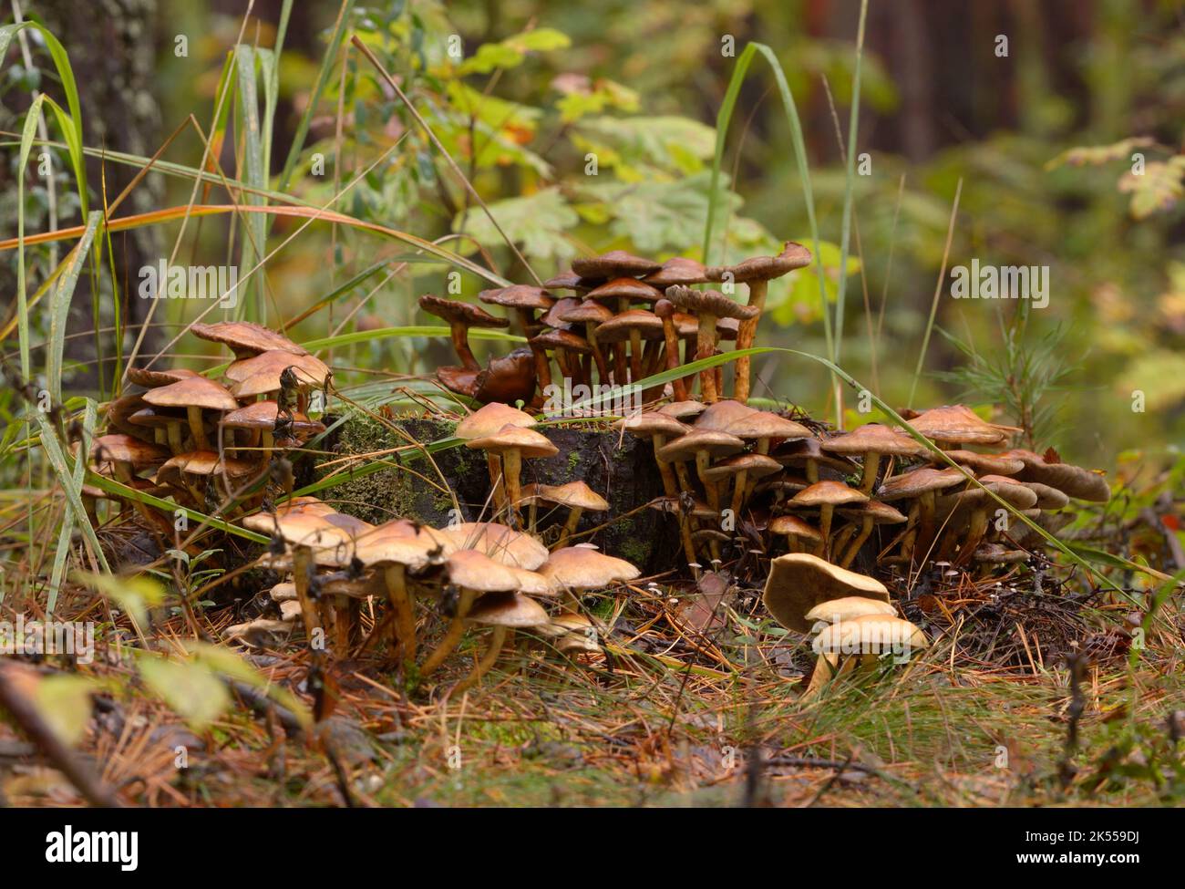 Mushrooms growing on the old tree stump in the forest, autumn Stock ...