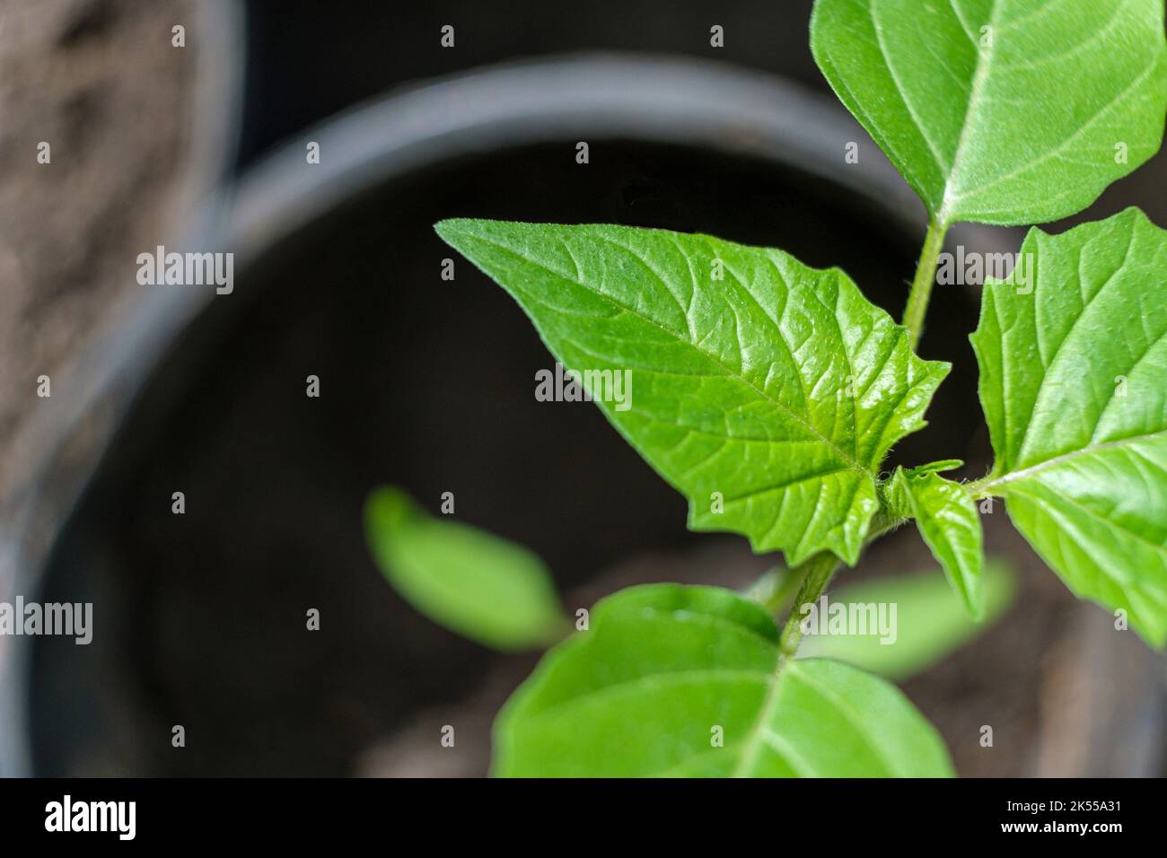 Gardemflower hires stock photography and images Alamy