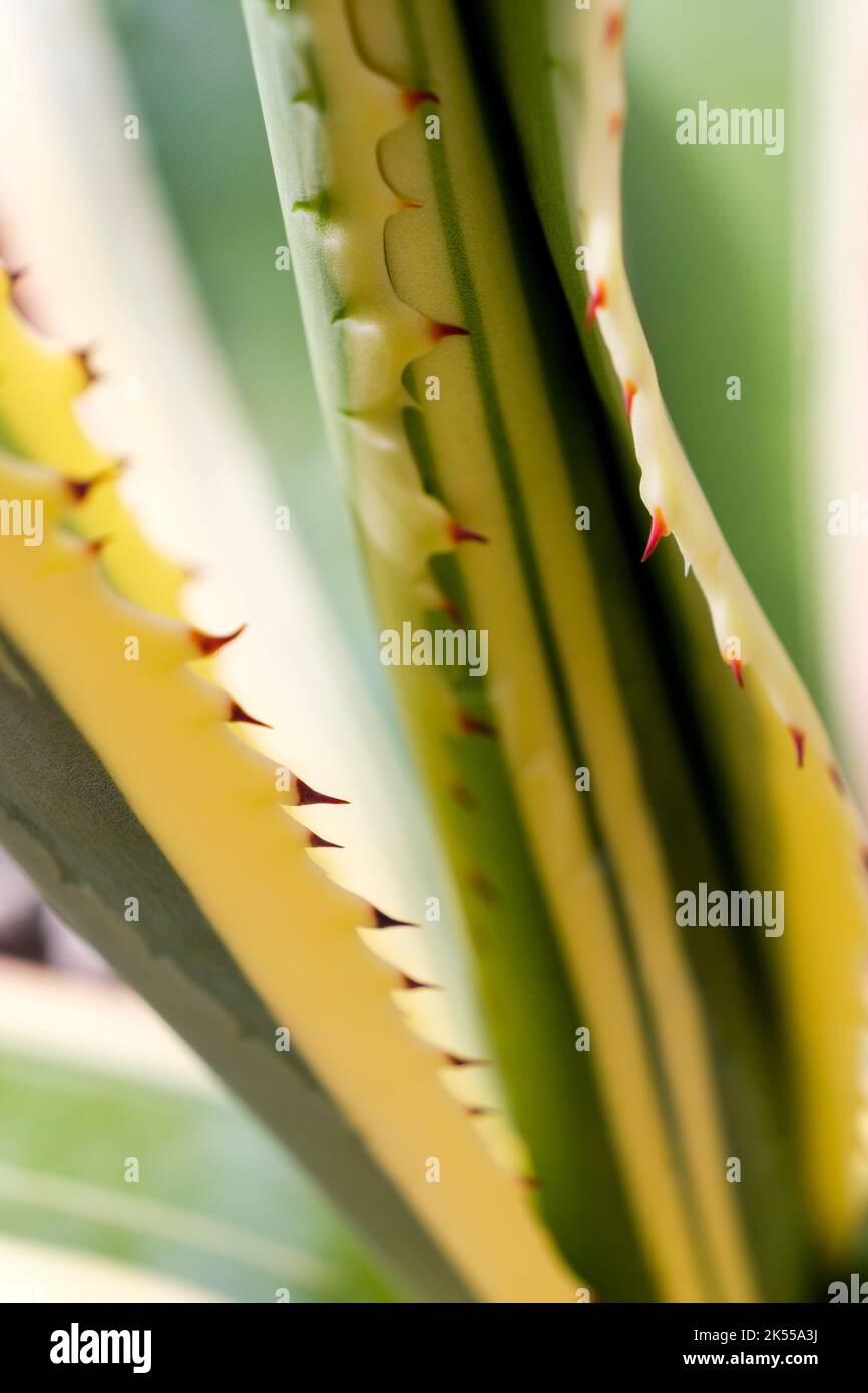 Close up of a variegated Agave plant with sharp spikes Stock Photo - Alamy