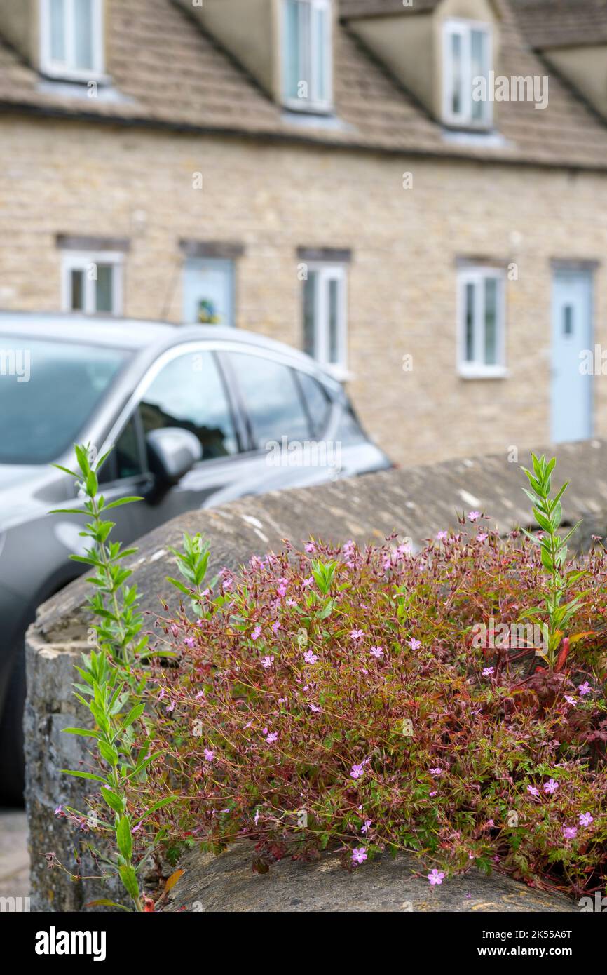 Wild plants growing on a stone wall in a small town in the Uk Stock ...