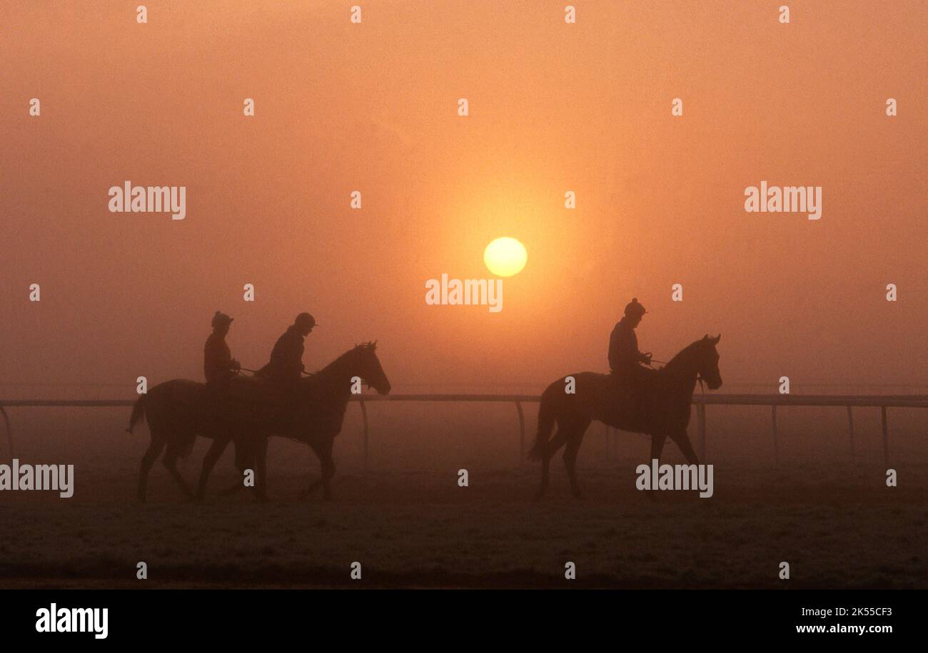 Racehorses on the gallops in Newmarket at dawn Stock Photo