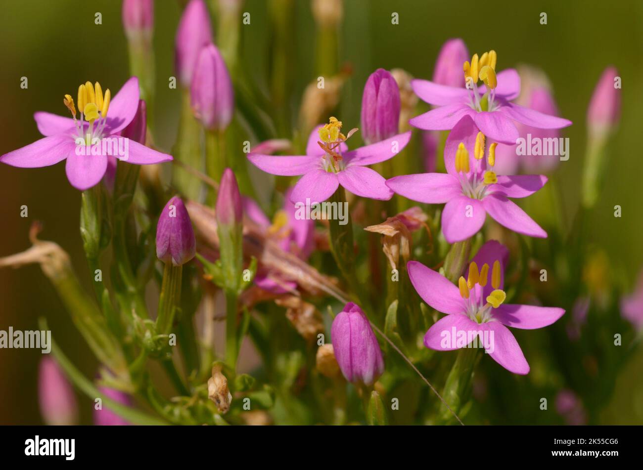 Pink wildflowers of common Centaury, Centaurium erythraea, blooming in a field. Medicinal herb. Stock Photo