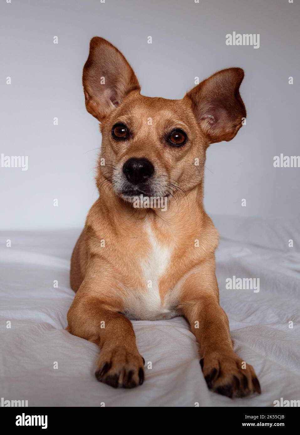 Mixed breed dog on white background hires stock photography and images