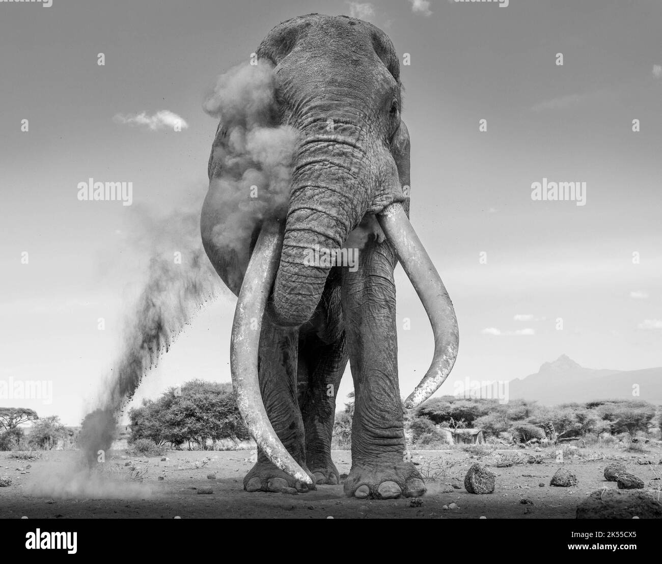 Throwing dust keeps the elephant cool. Kenya THESE MAJESTIC images