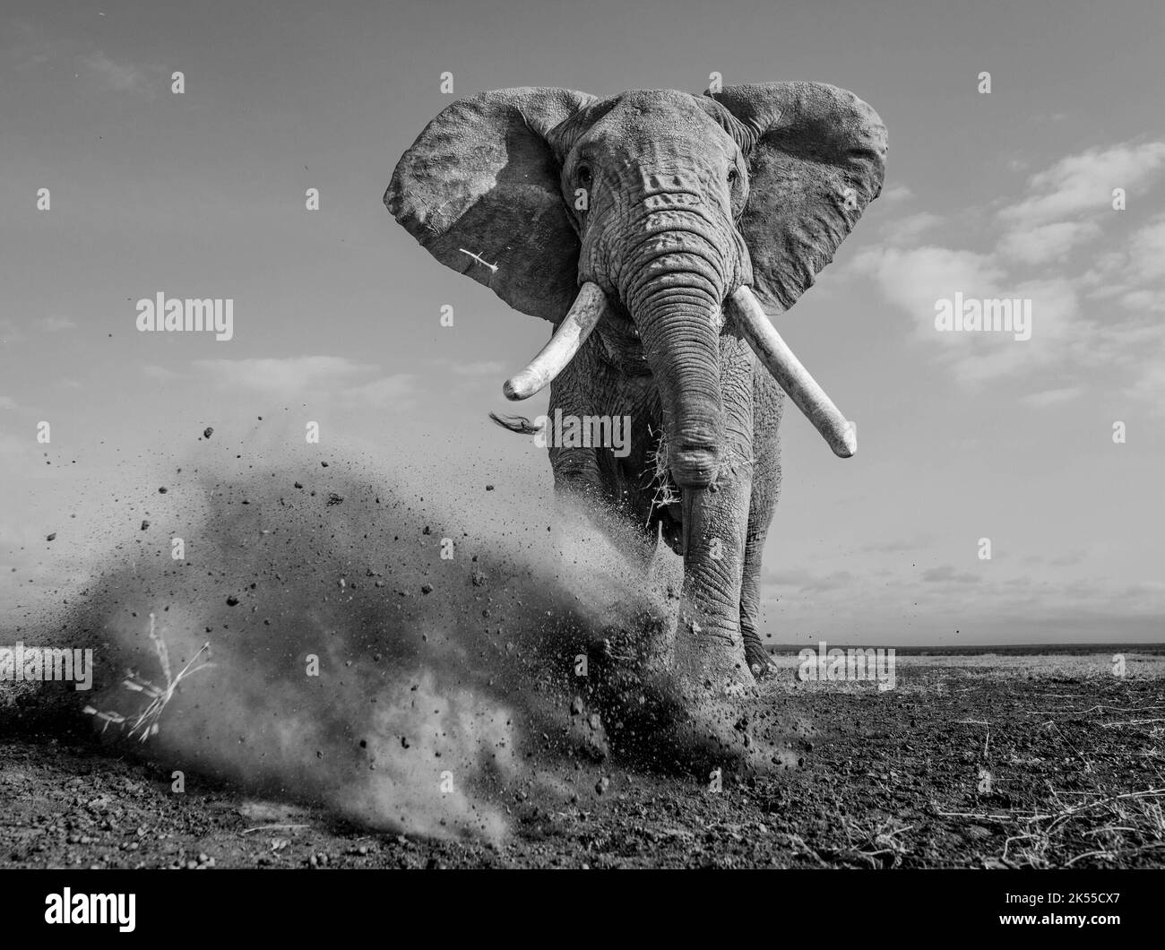 This elephant kicks up a fuss for the photographer. Kenya THESE