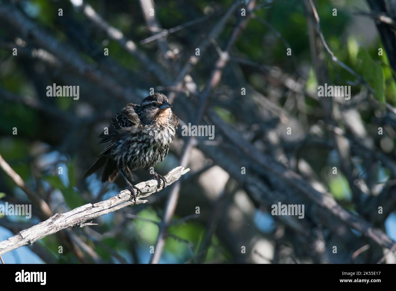 Red-Winged Blackbird female in the reeds 1 Stock Photo