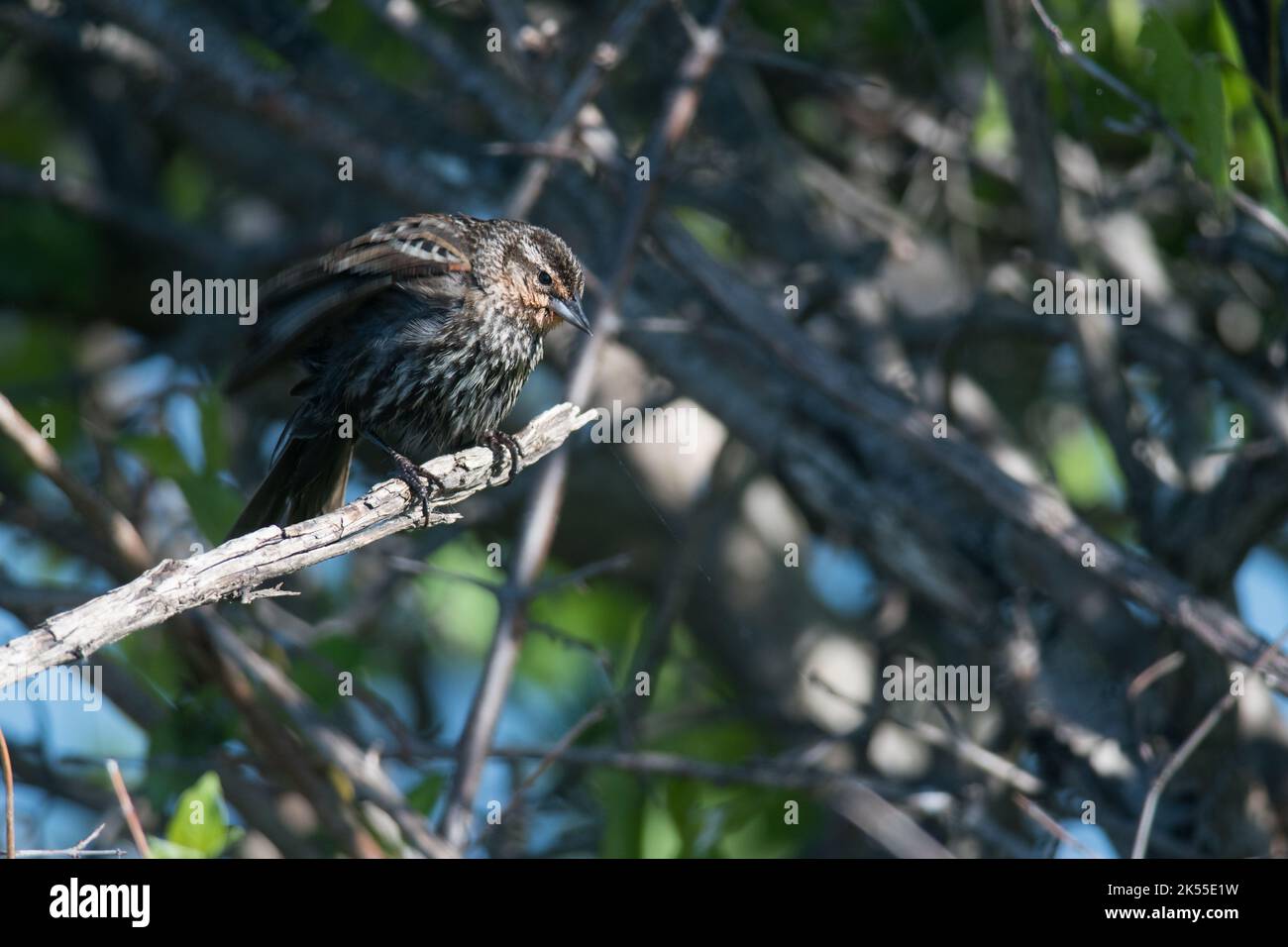 Red-Winged Blackbird female in the reeds 2 Stock Photo