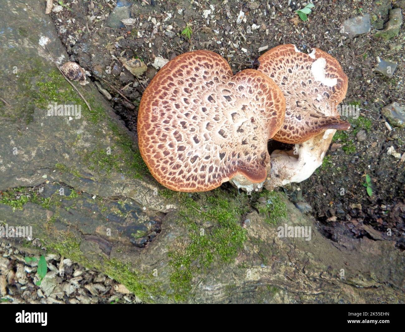 Large fungal growth on the roots of a dying tree stump, likely Dryads Saddle, Polyporus squamosus Stock Photo