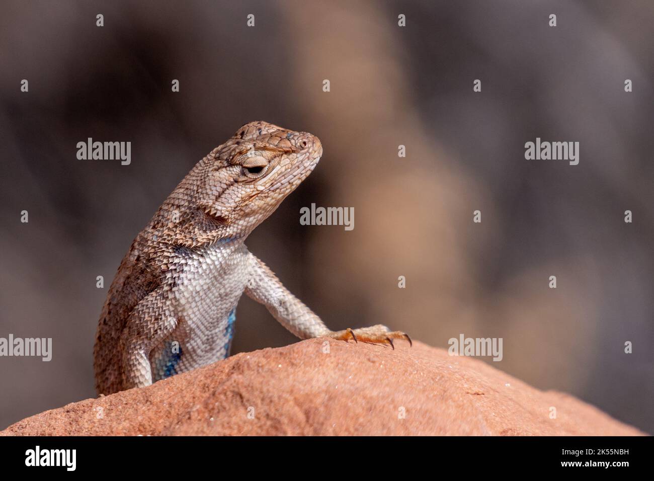 A closeup of Sagebrush lizard on a rock on blur background Stock Photo