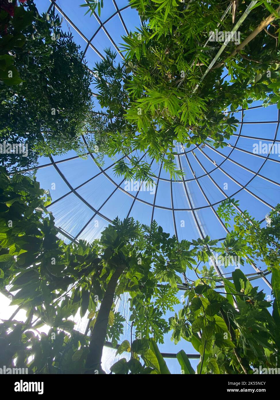 A low angle of the glass ceiling in a botanical garden displaying