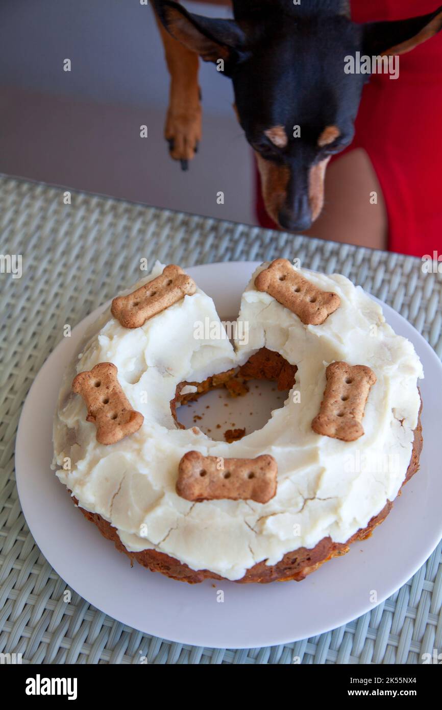 Dog Sniffing  Peanut butter and Carrot Cake with Potato and Yogurt Icing (for Dogs) Stock Photo