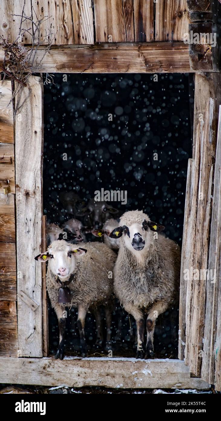 A vertical shot of white sheep during winter in Serbia Stock Photo - Alamy