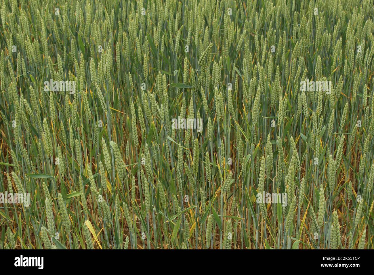 Close up green wheat field texture. Field of young, newly planted green cereals. Concept for food security, harvest, farming, planting, hunger crisis Stock Photo