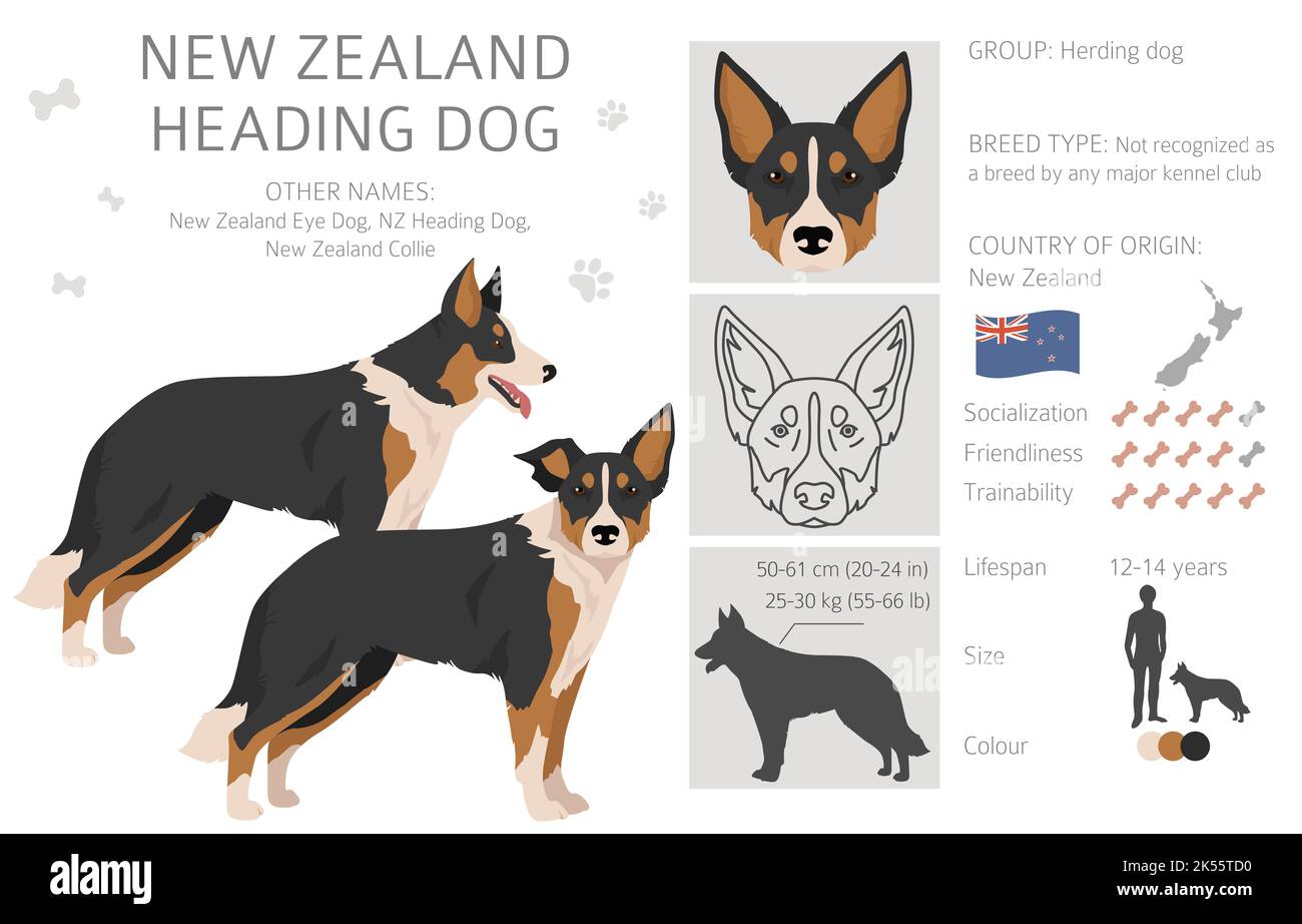 are heading dogs registered in new zealand