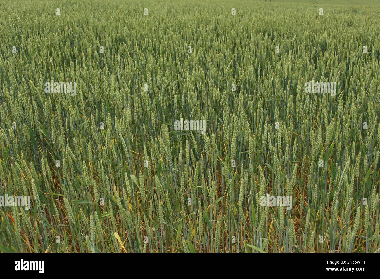 Green wheat field texture. Field of young, newly planted green cereals. Concept for life, agriculture, farming, food security, harvest, growing cereal Stock Photo