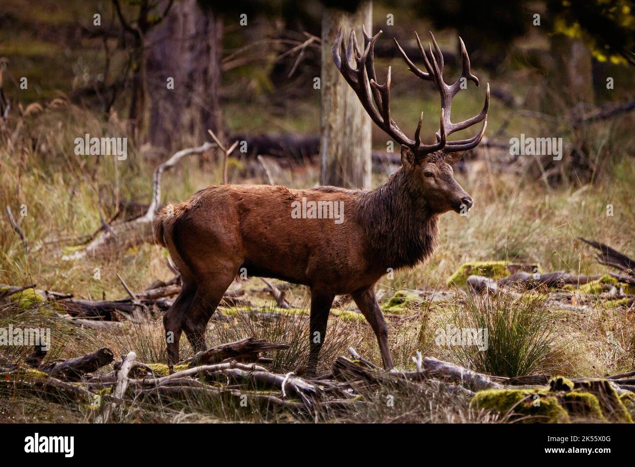 Deer with large antlers in forest Stock Photo