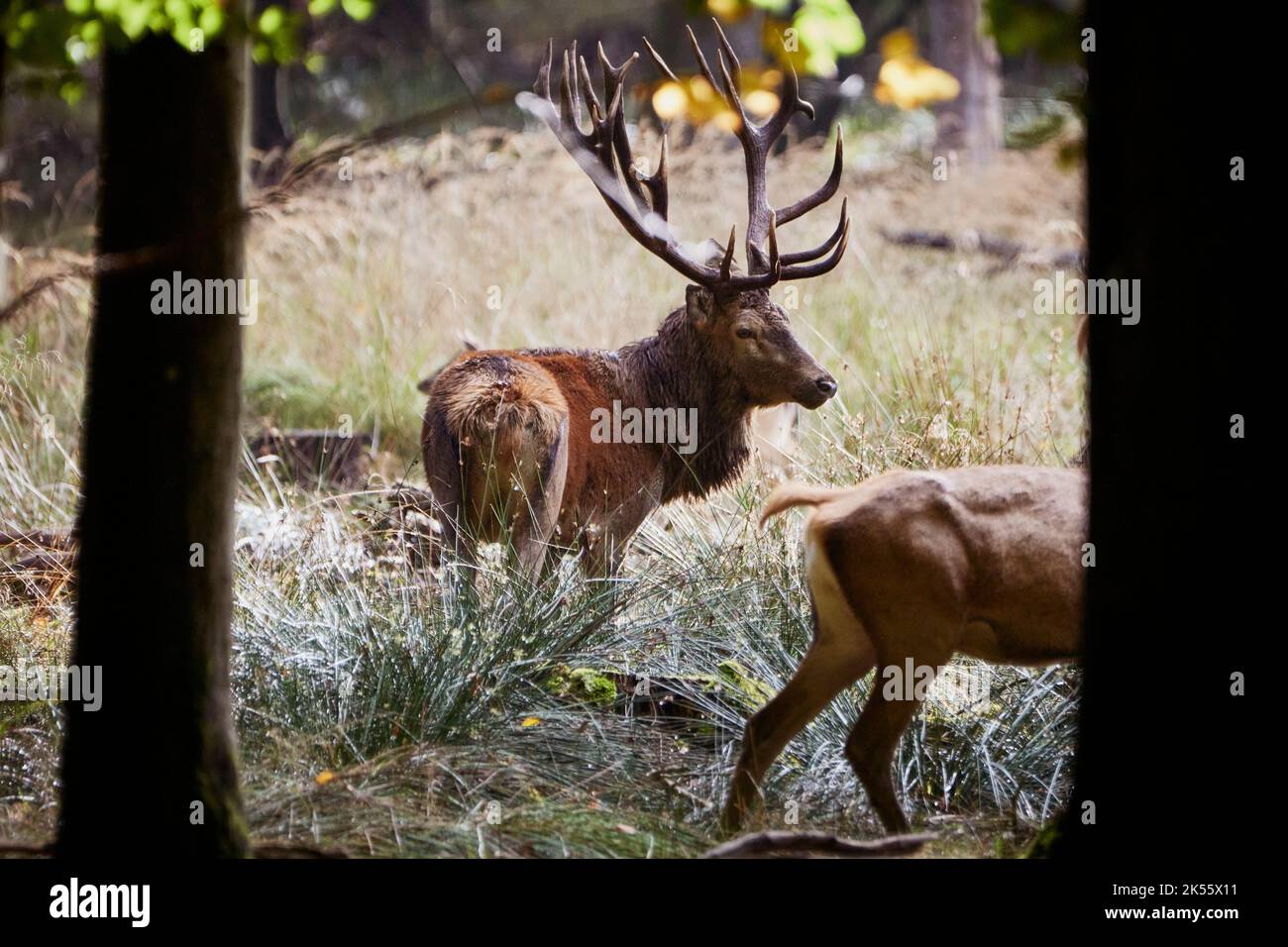 Deer with large antlers in forest Stock Photo