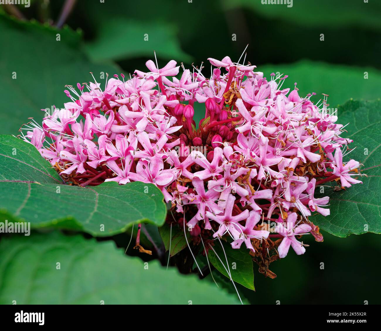 Clerodendrum bungei in Jubilee Wood at Aberglasney Gardens Stock Photo
