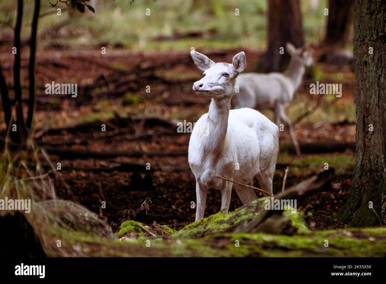 white deer in autumn forest Stock Photo
