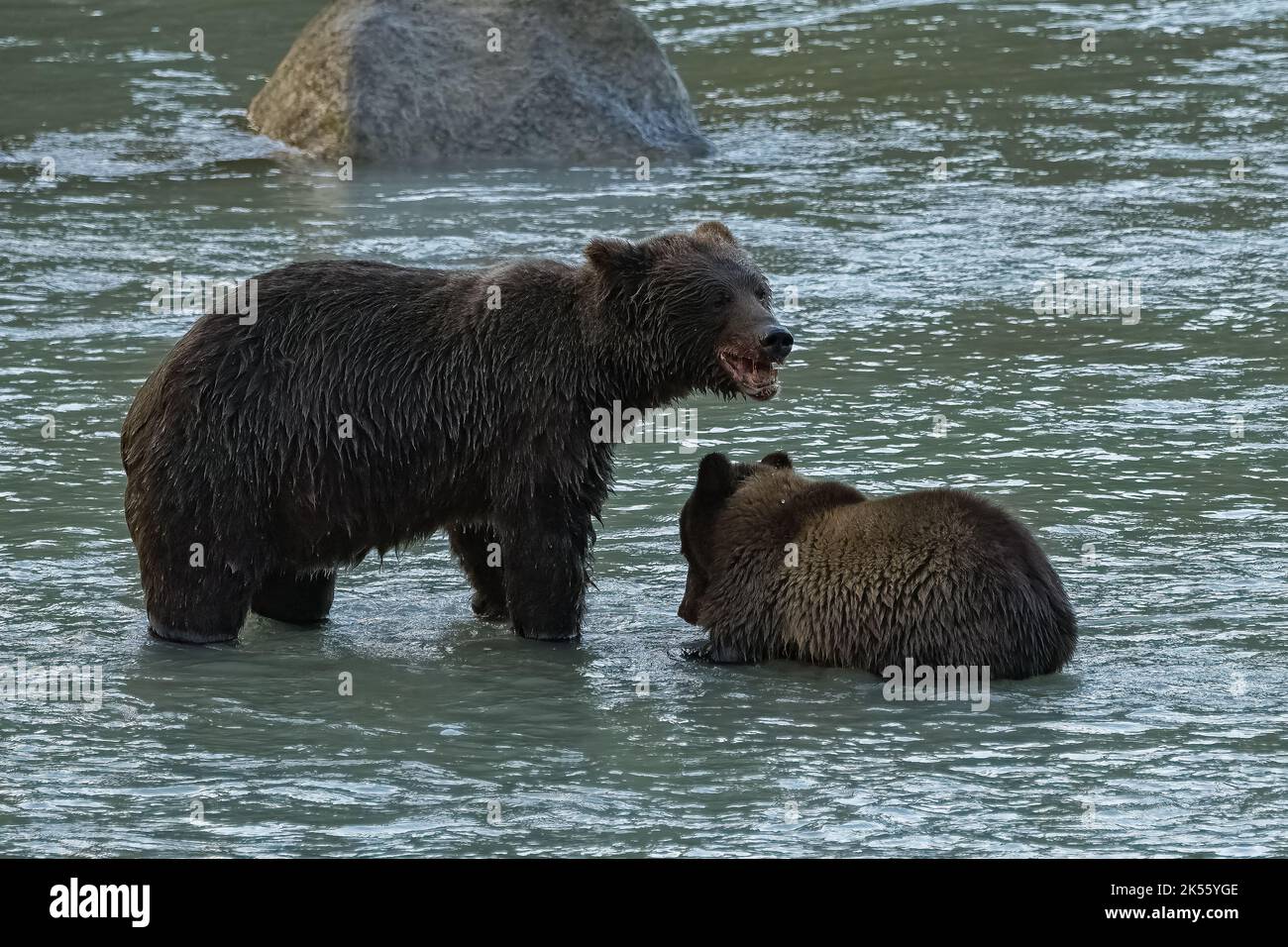 Grizzlys fishing salmon in the river in Alaska, mother with baby Stock Photo