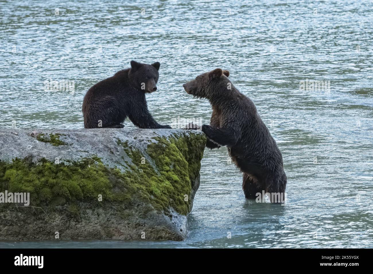 Grizzlys in the river in Alaska in autumn, mother with baby bear Stock Photo