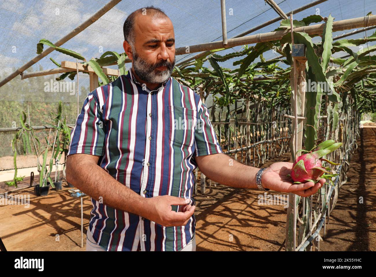 A farmer holds a dragon fruit in his hand after picking it. Mohammed Shaban, a farmer in the Libyan city of Misurata established a farm specializing in the non-seasonal cultivation of dragon fruit to benefit from the adaptation of his country's climate to the cultivation and production of tropical dragon fruit, for the first time in Libya, as his farm helps supply the market with this fruit at good prices, as the cultivation of dragon fruit in Libya succeeded after research and 6 years of experiments. (Photo by Islam Alatrash/SOPA Images/Sipa USA) Stock Photo