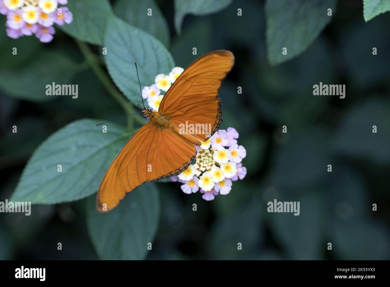 The Julia butterfly, sometimes called  Julia heliconian, the flame, or flambeau, latin name Dryas iulia is a species of brush-footed (or nymphalid) bu Stock Photo