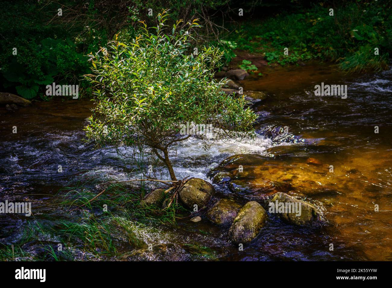 Pure water flow mountain river hi-res stock photography and images - Alamy