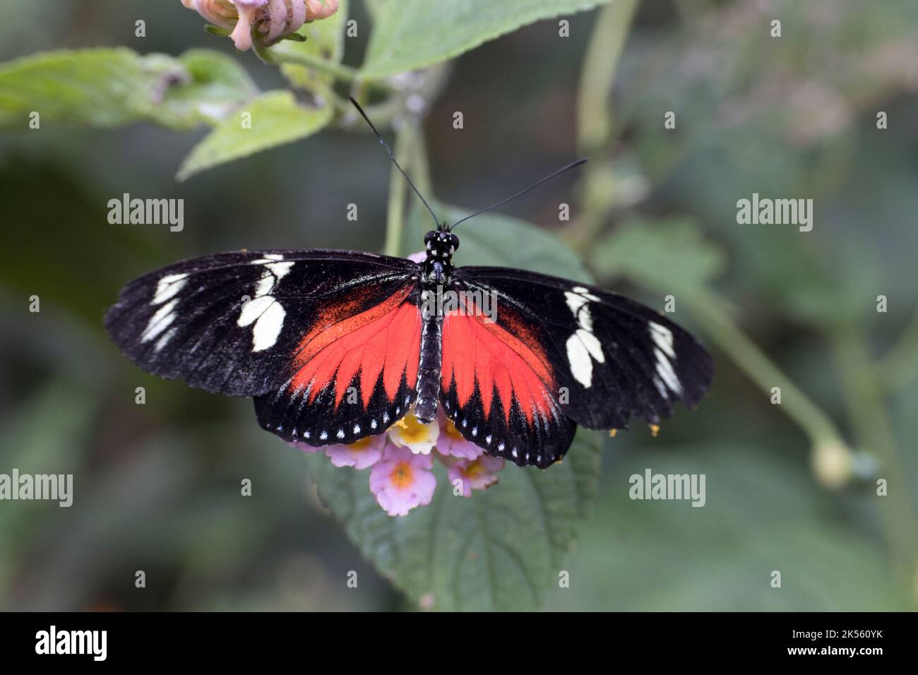 Single Postman butterfly Heliconius melpomene is a brightly colored butterfly found throughout Central and South America.; Stratford on Avon butterfly Stock Photo