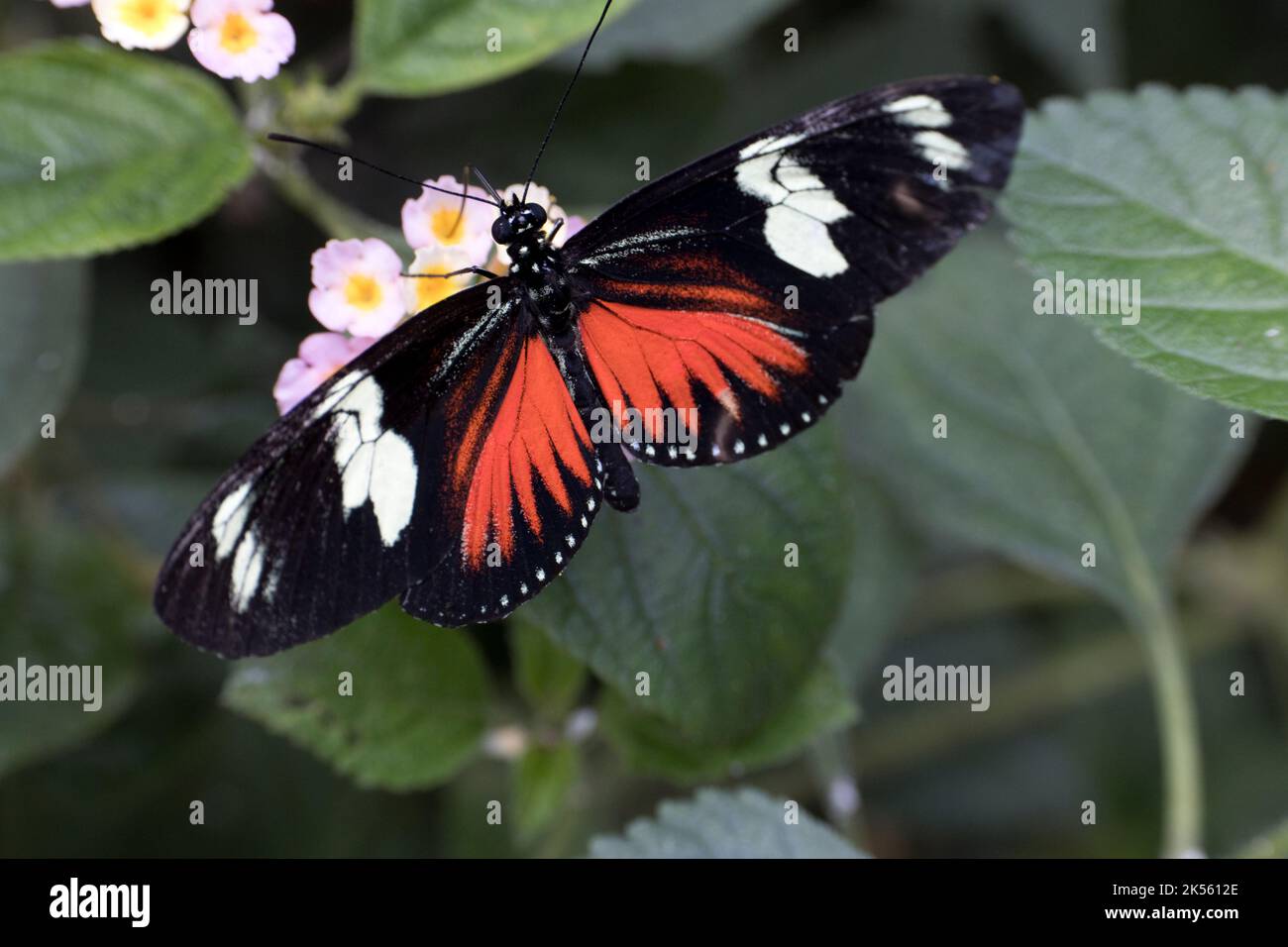 Single Postman butterfly Heliconius melpomene is a brightly colored butterfly found throughout Central and South America.; Stratford on Avon butterfly Stock Photo