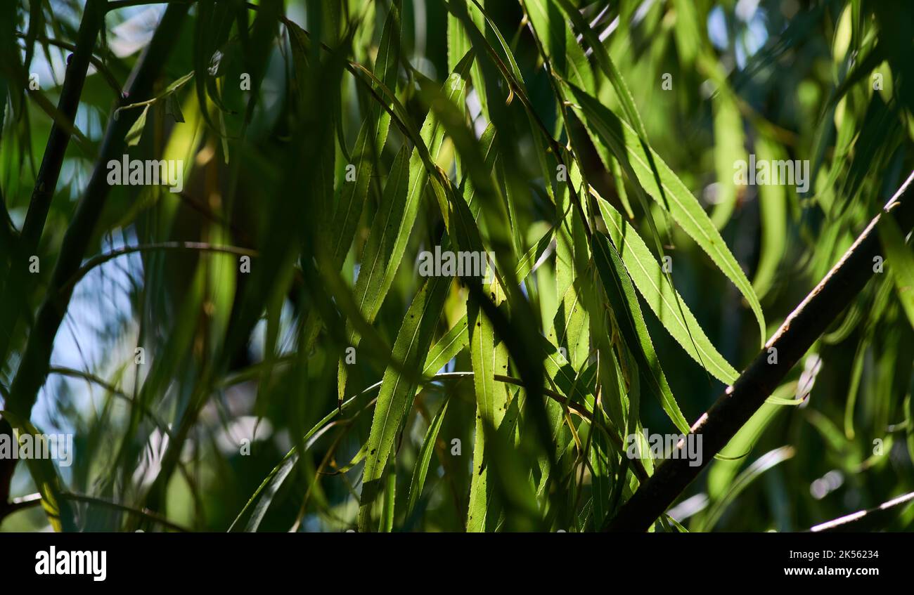 Willow leaves with hi-res stock photography and images - Alamy