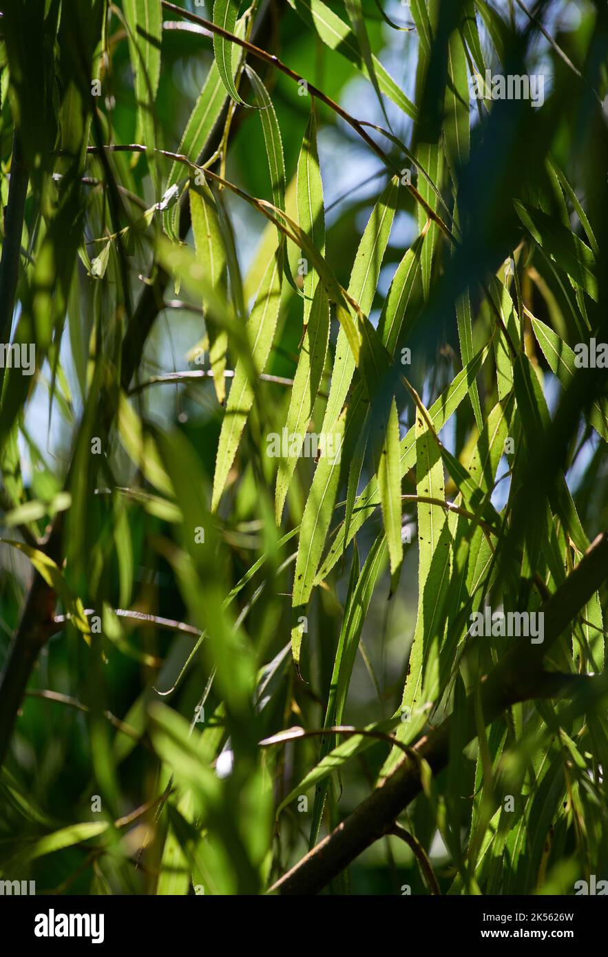 Willow leaves with hi-res stock photography and images - Alamy
