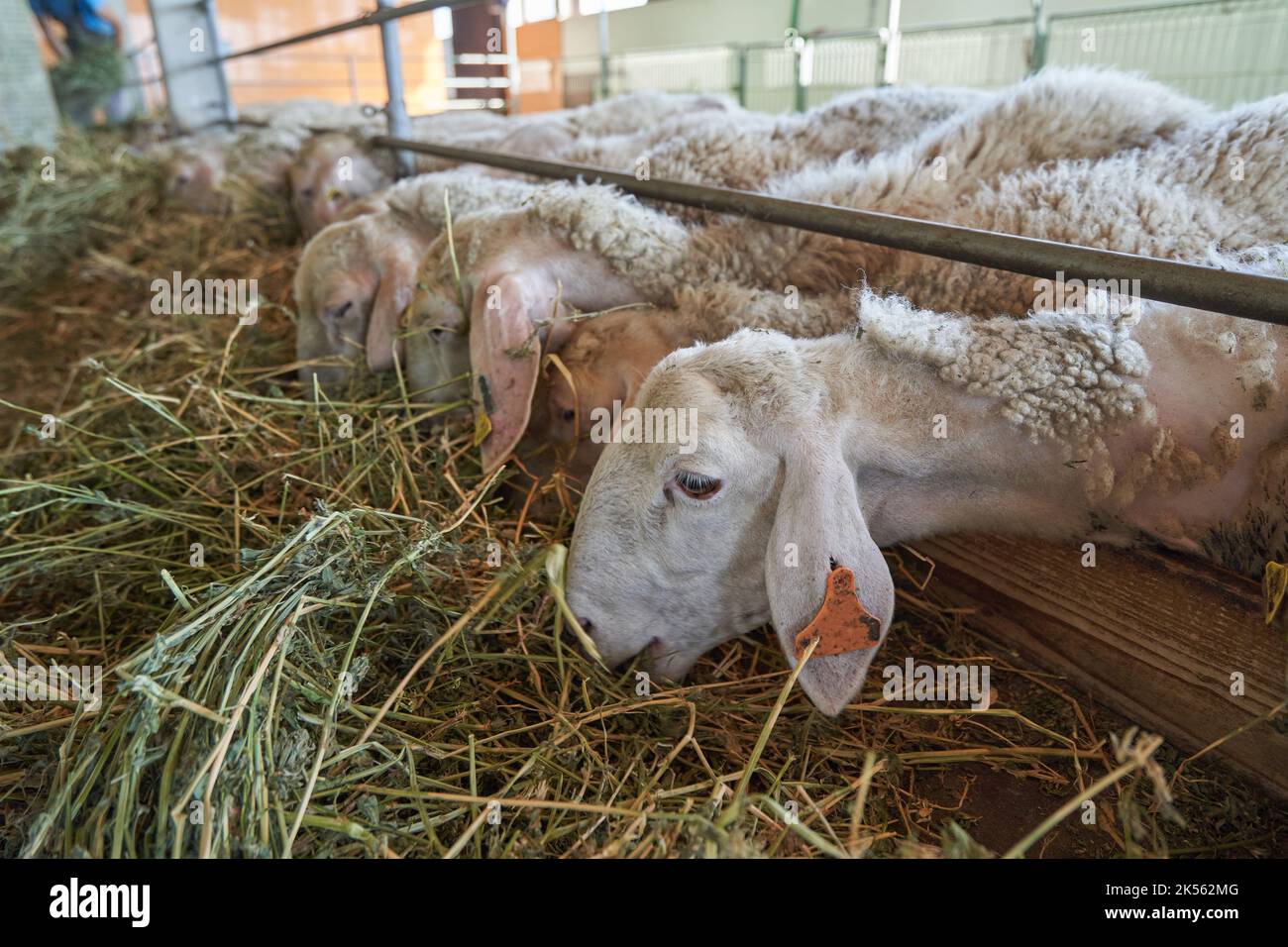 Herd of sheep eating feed on the farm. Stock Photo