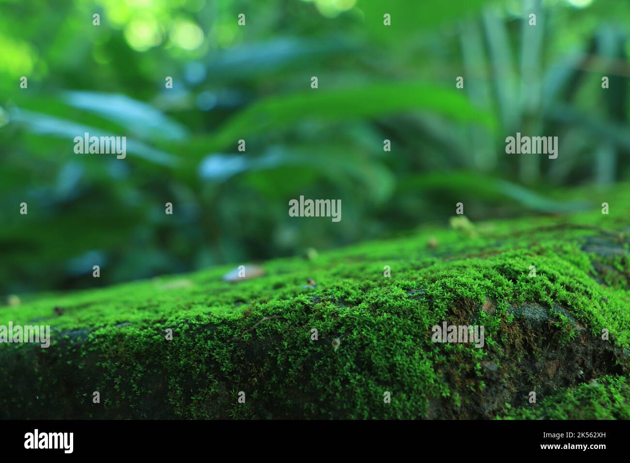 Beautiful green moss on the floor, moss closeup, macro. Beautiful background of moss for wallpaper. Stock Photo