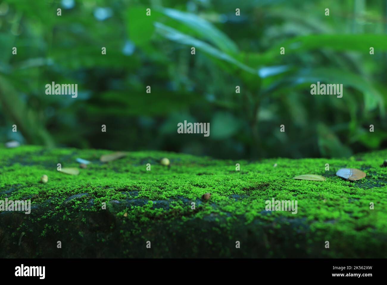 Beautiful Bright Green moss grown up cover the rough stones and on the floor in the forest. Show with macro view. Rocks full of the moss texture in na Stock Photo