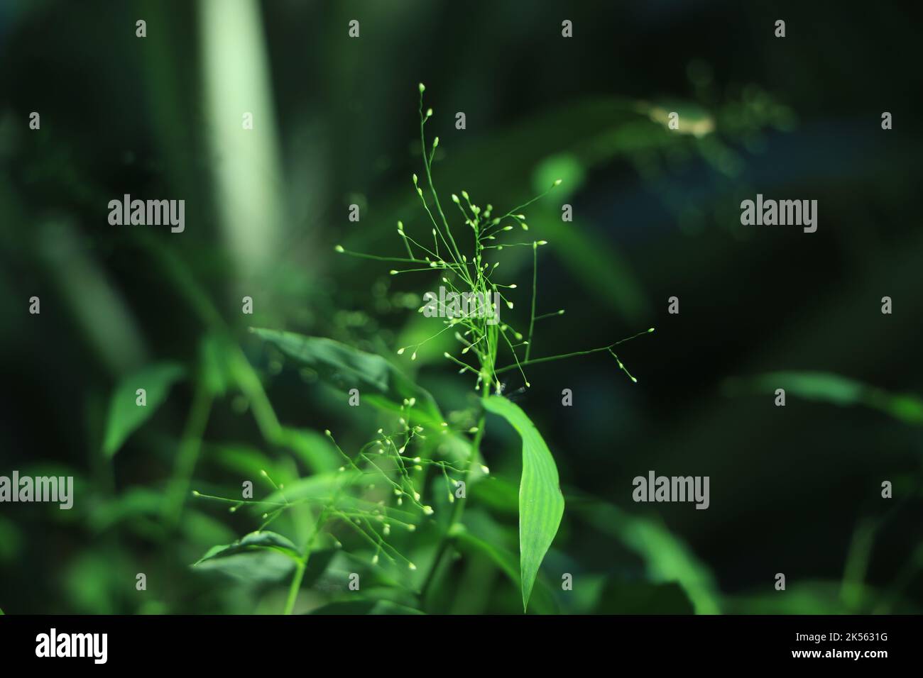 green moss on bark tree in forest. foggy trees on background. damp weather. mossy background for wallpaper. macro close view on lush lichen natural su Stock Photo