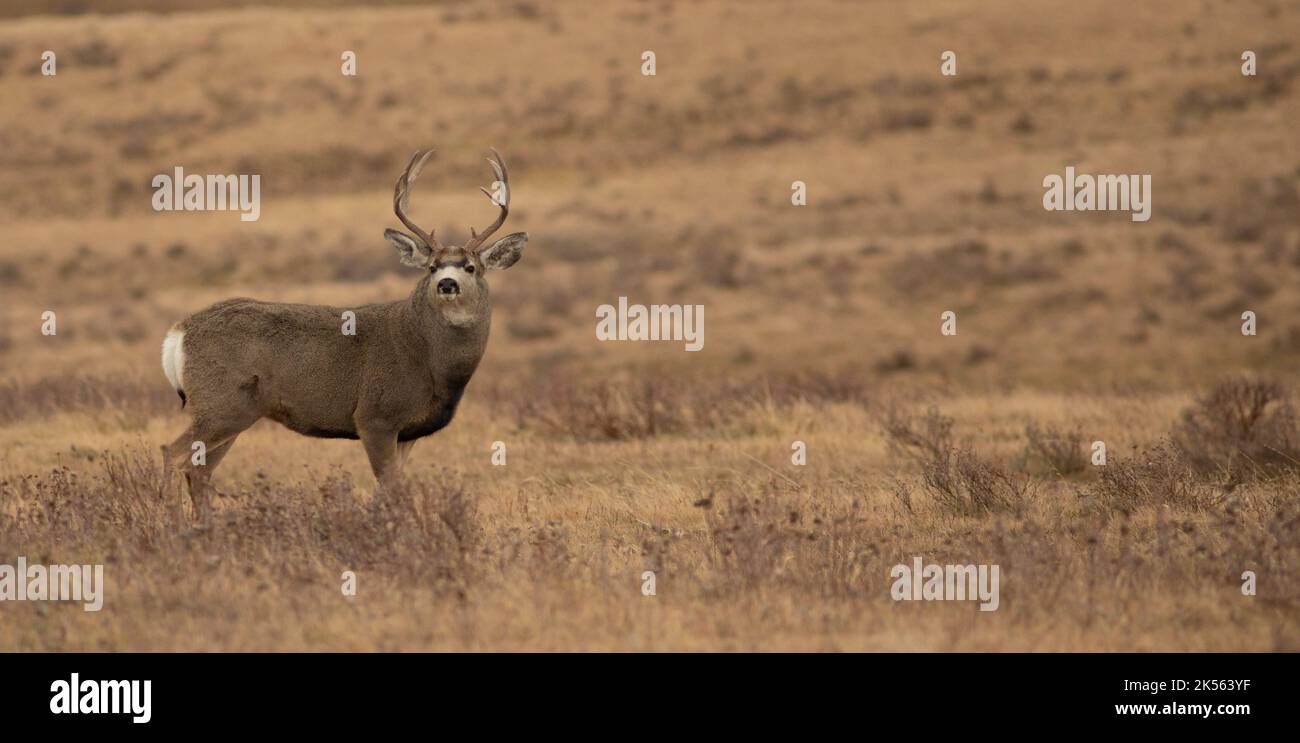 Montana mule deer buck with neck swollen during the rut Stock Photo Alamy