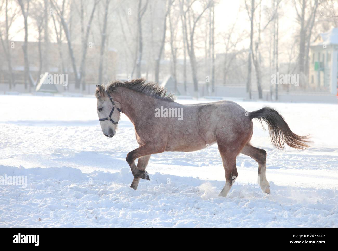 Dressage horse runs gallop in winter farm Stock Photo