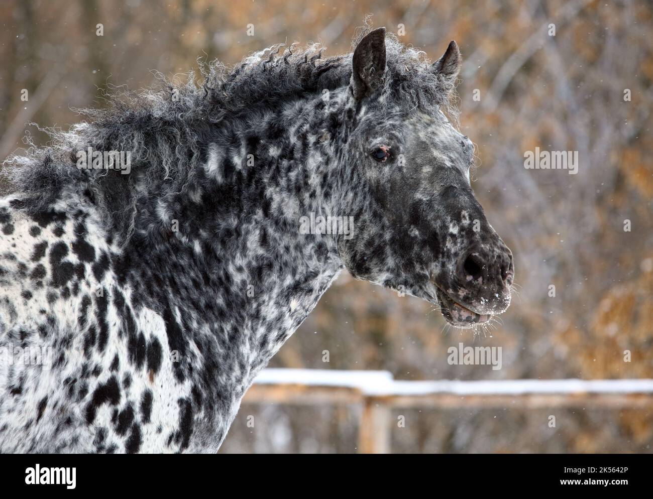 Appaloosa curly horse portrait in winter ranch Stock Photo Alamy
