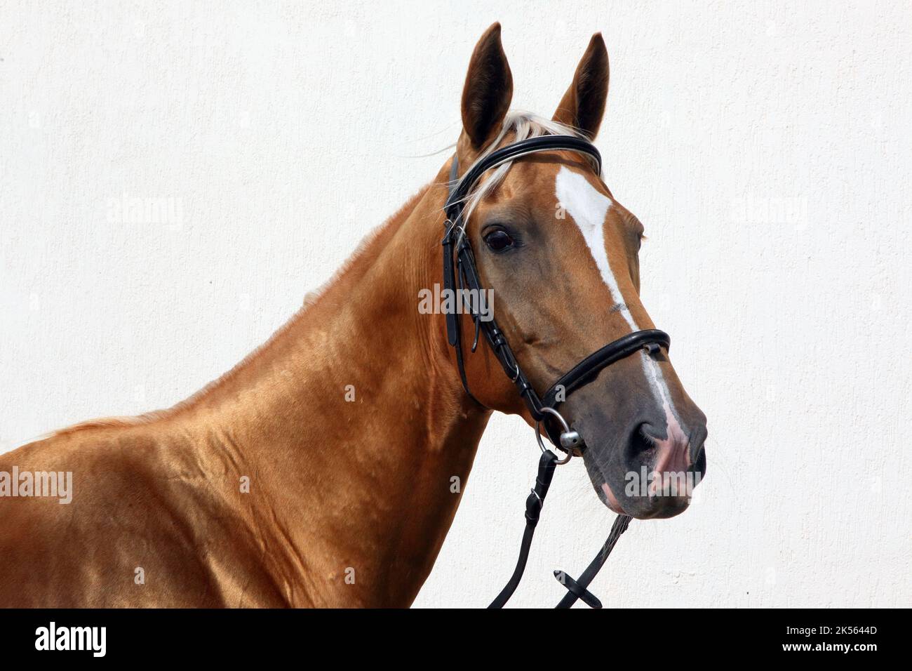 Andalusian white saddle horse portrait against light wall  background Stock Photo