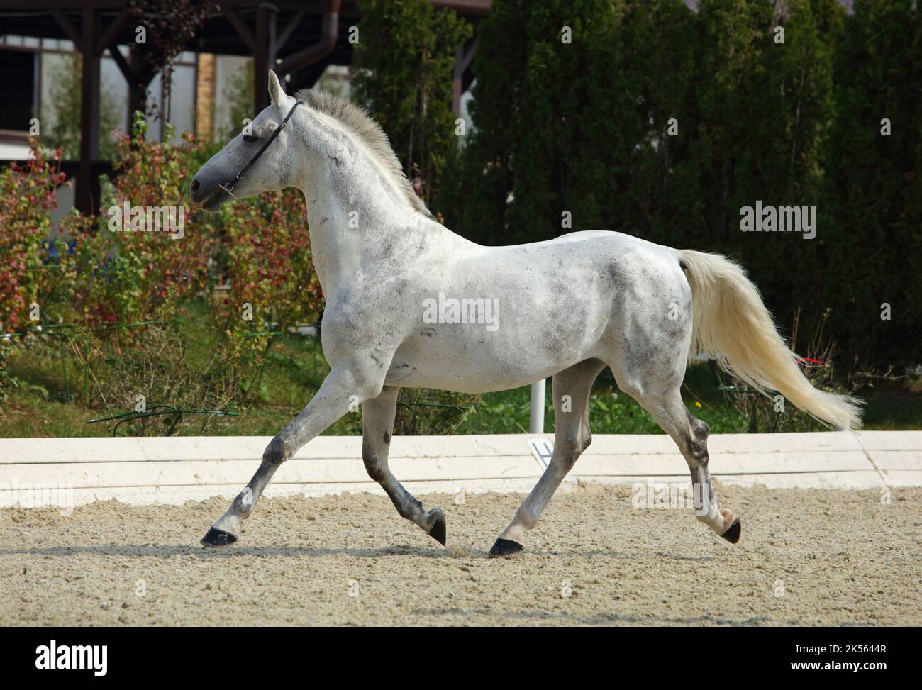 Beautiful andalusian dressage horse runs in summer farm Stock Photo